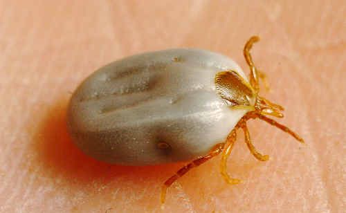 LETHAL PEST: Livestock and pet owners on the Northern Rivers are being urged to regularly check their animals for paralysis (pictured) and bush ticks, with fears recent wet weather could lead to increased tick activity. LETHAL PEST: Livestock and pet owners on the Northern Rivers are being urged to regularly check their animals for paralysis (pictured) and bush ticks, with fears recent wet weather could lead to increased tick activity.